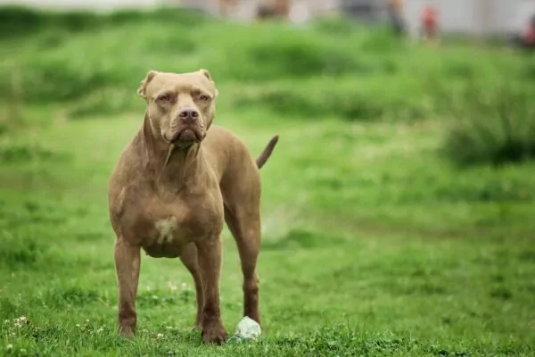 Catégorie chiens dangereux