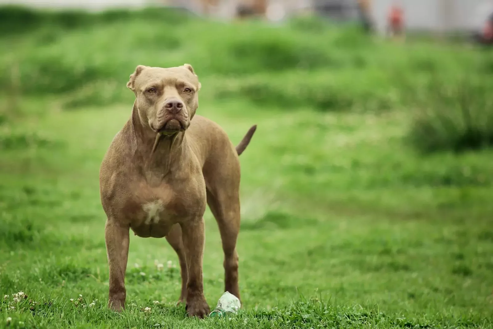 Catégorie chiens dangereux